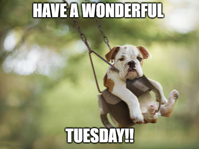 50-tuesday-memes-to-get-your-week-started-gistingnow